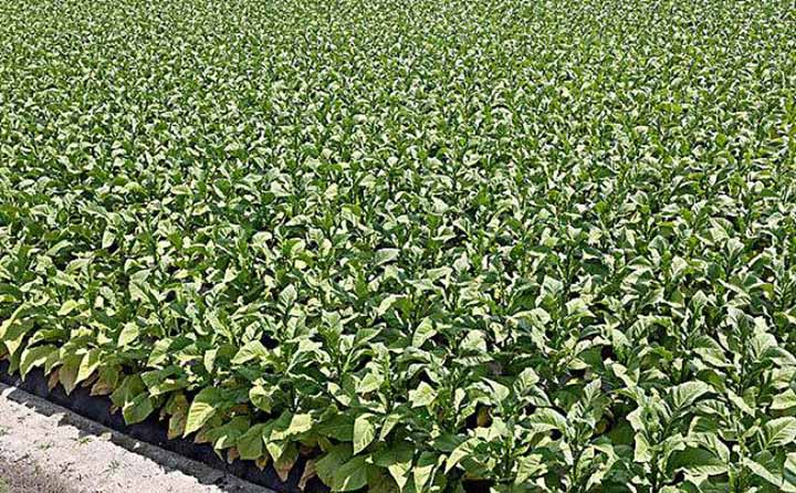 煙稈作物.jpg 煙稈作物.jpg