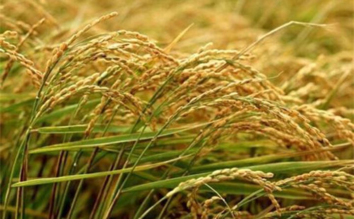 大面積的水稻種植 大面積的水稻種植