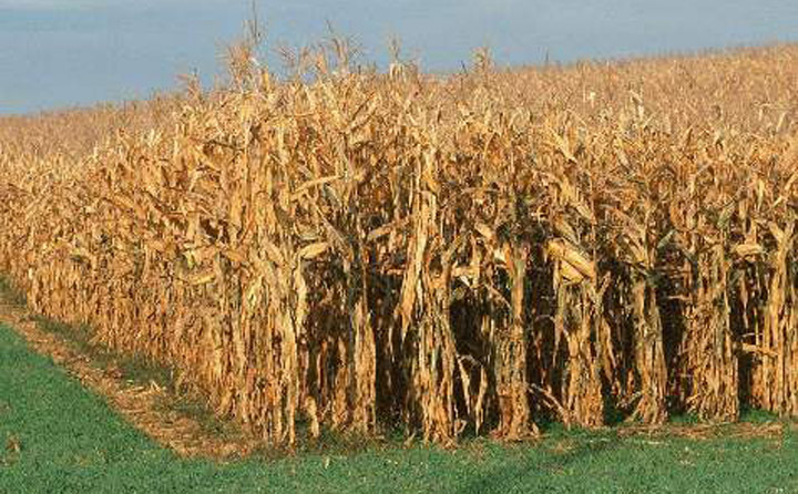 小小秸稈作用大 小小秸稈作用大