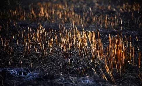 生長在焚燒后的土地中的作物，產量會有所降低