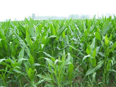 我國生物質資源豐富 我國生物質資源豐富