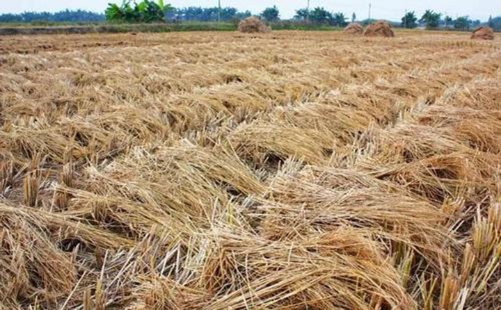 農作物秸稈.jpg 農作物秸稈.jpg