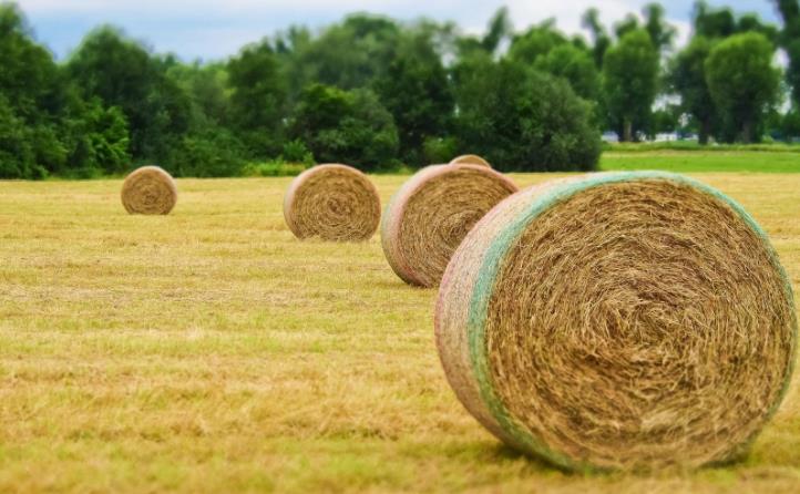 以前,村里的秸稈沒辦法處理,還有一些枯死的樹木、廢棄木頭也隨意堆放,影響村容村貌.jpg 以前,村里的秸稈沒辦法處理,還有一些枯死的樹木、廢棄木頭也隨意堆放,影響村容村貌.jpg